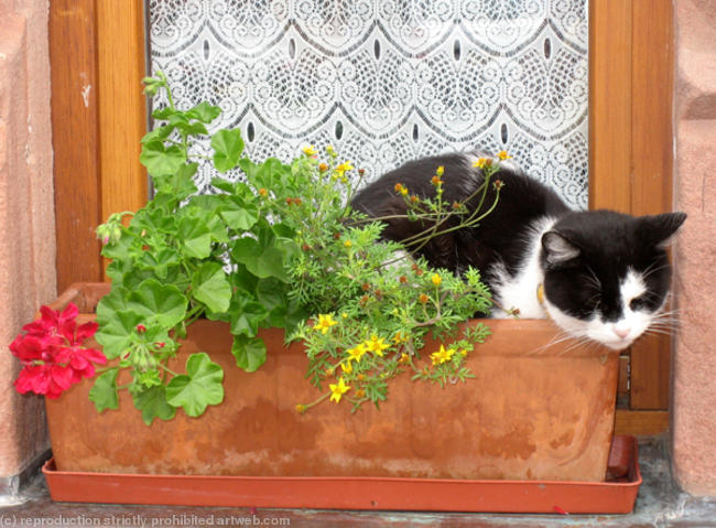 Cat Nap