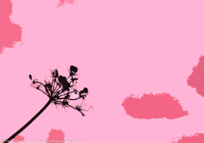 Cow Parsley 2