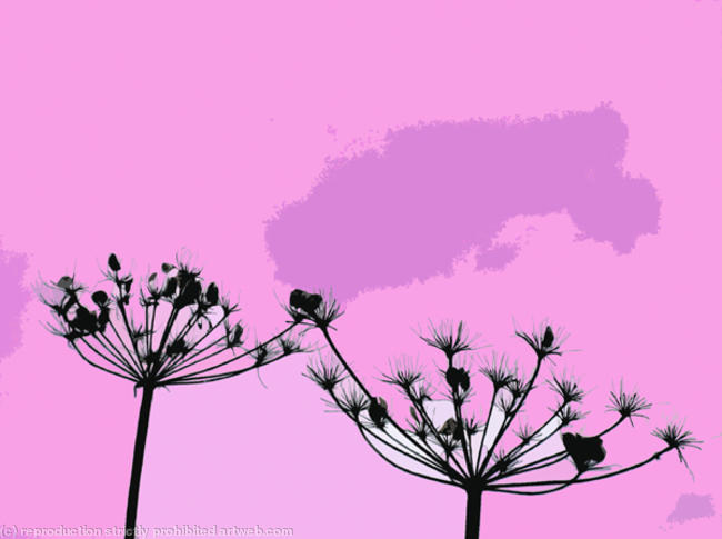 Cow Parsley