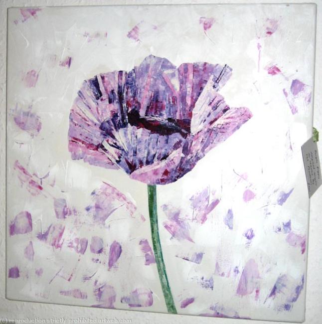 Purple poppy