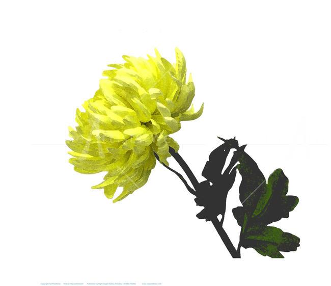 Yellow Chrysanthemum