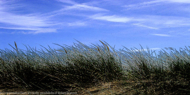 Newborough Sands