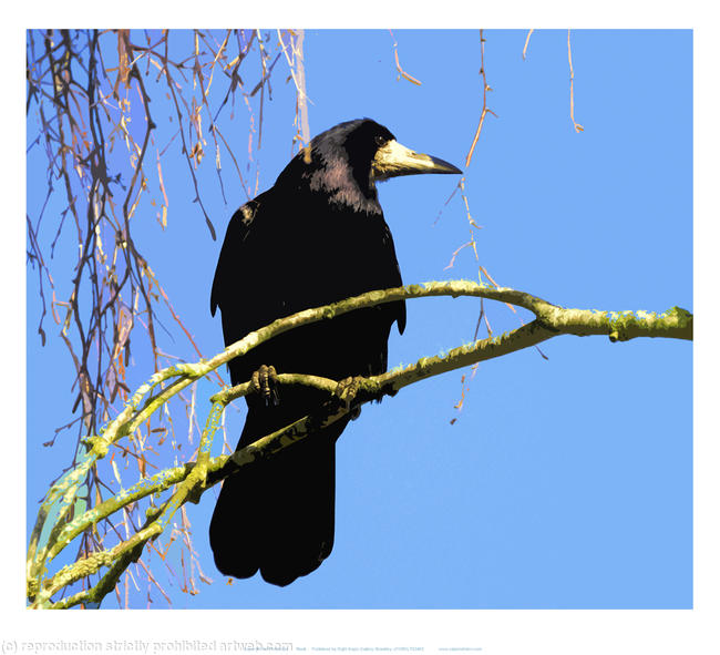 Rook