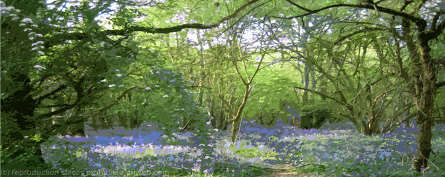 Bluebell Wood
