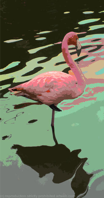 Pretty Flamingo