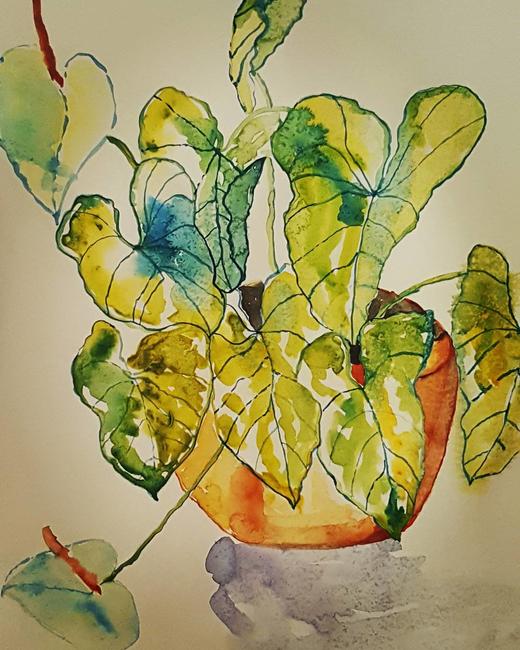 Mara's plant