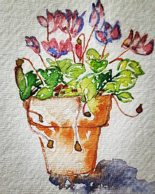 Cyclamen in Pot