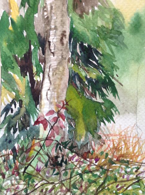 Stansted woods 4