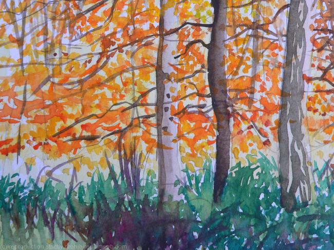 Stansted woods 6