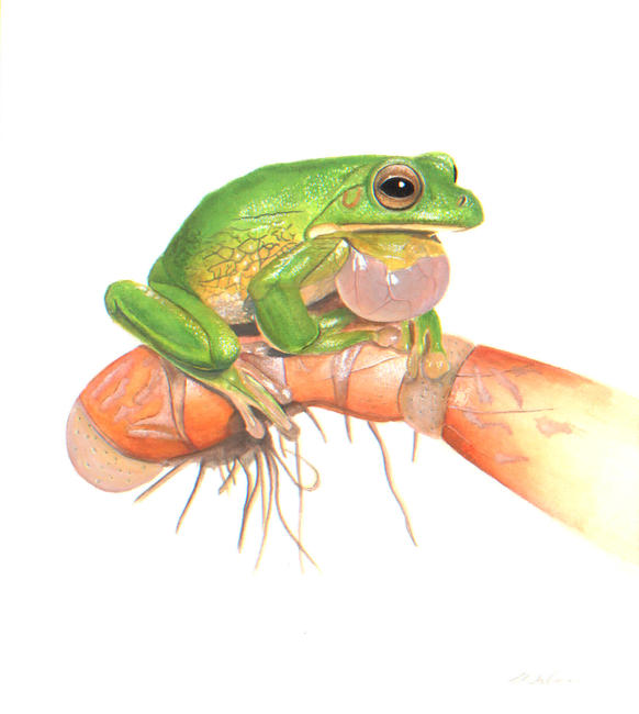 Frog