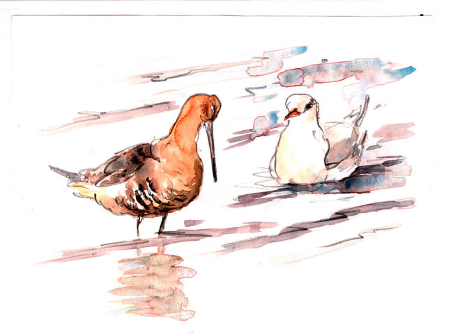 Black-tailed Godwit and Black-headed Gull