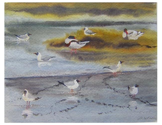 Shelduck Gulls, Arne, Dorset