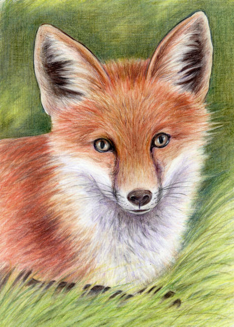 Young Fox