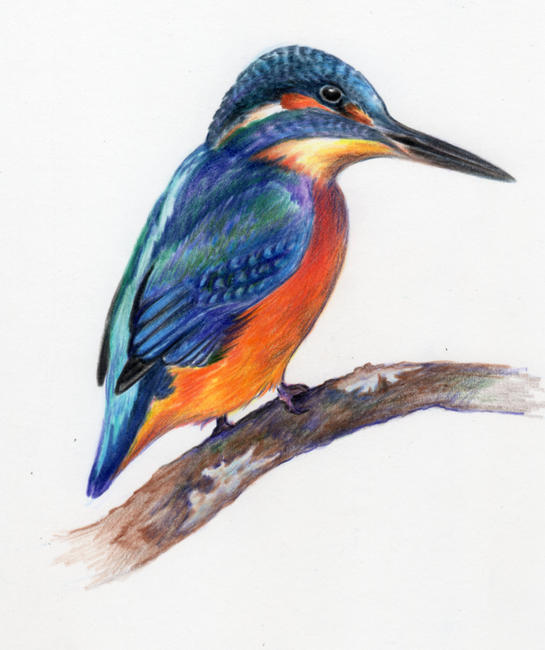 Kingfisher