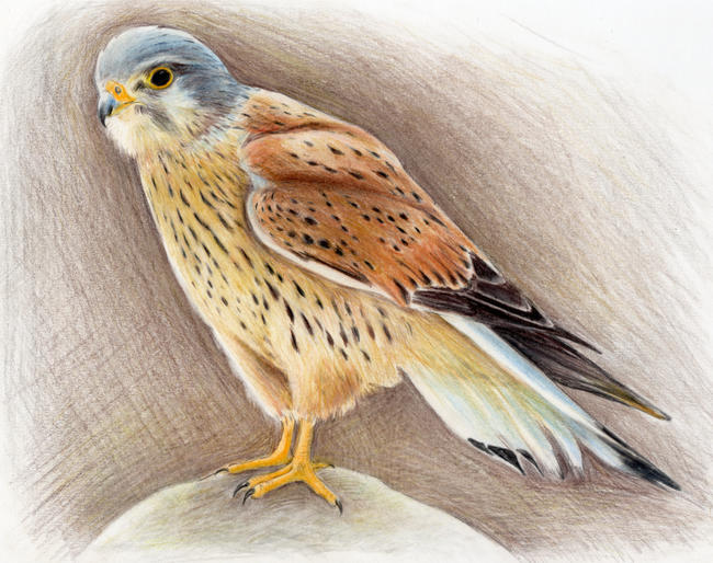 Kestral