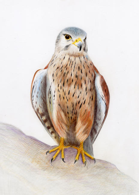 Kestral 2