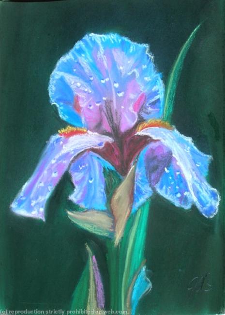 Iris