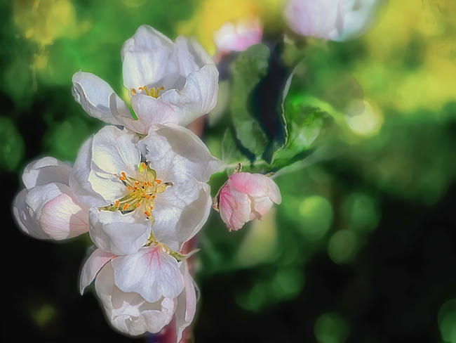 apple tree blossom