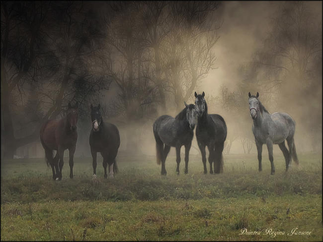 horses in the mist