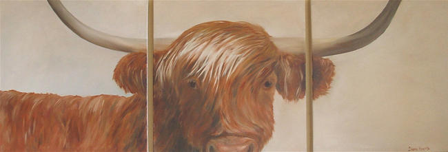 Highland Cow, Head