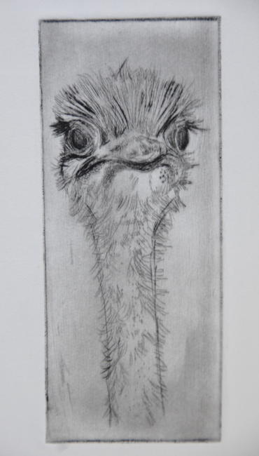 Ostrich