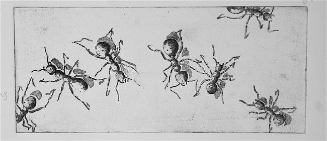 Ants