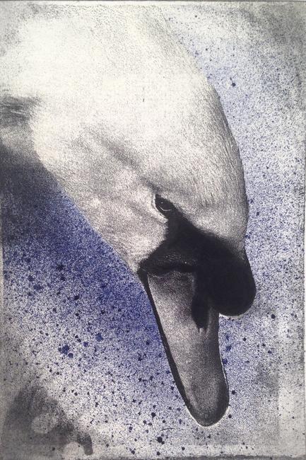 Prussian Swan
