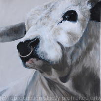 White Park Bull - For Sale