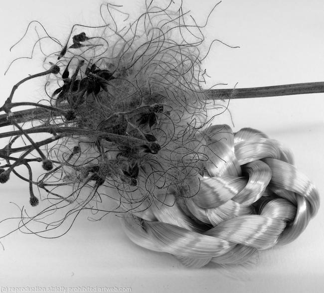 Milkweed study (Winter cycle) bw - photo 14