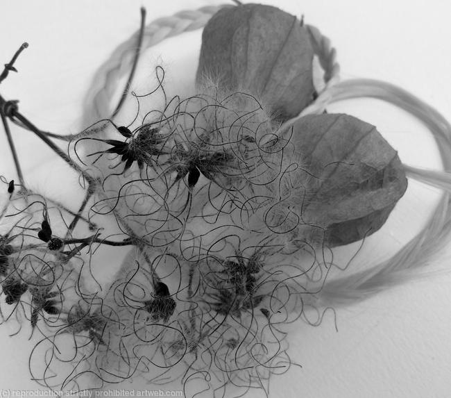 Milkweed study (Winter cycle) bw - photo 24