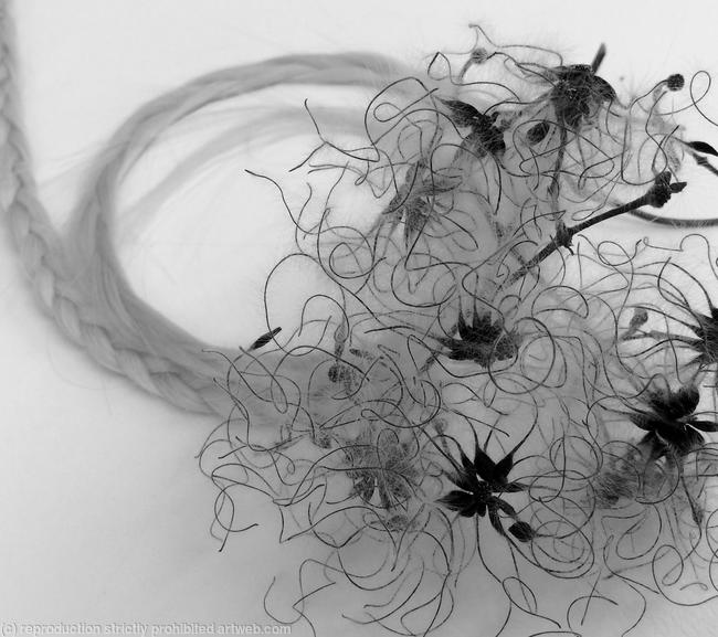 Milkweed study (Winter cycle) bw - photo 28