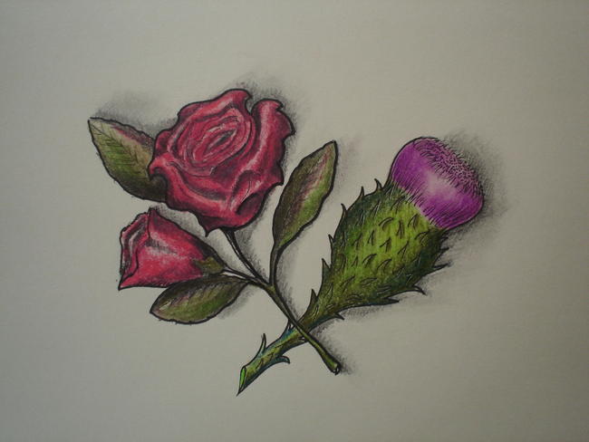 english rose and scottish thistle entwined
