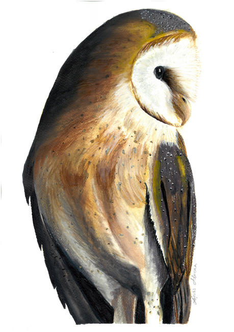 Barn owl