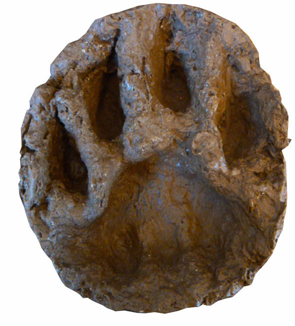 Boy Lion Pug mark