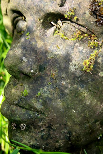 Moss on Eye detail