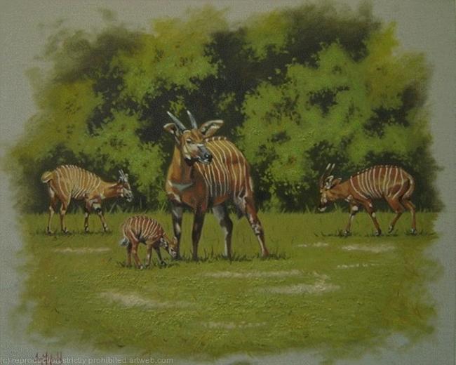 Bongos