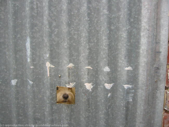 Little Doggie