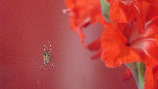Spider and Gladioli
