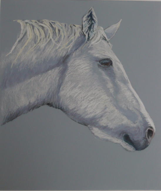 connemara pony
