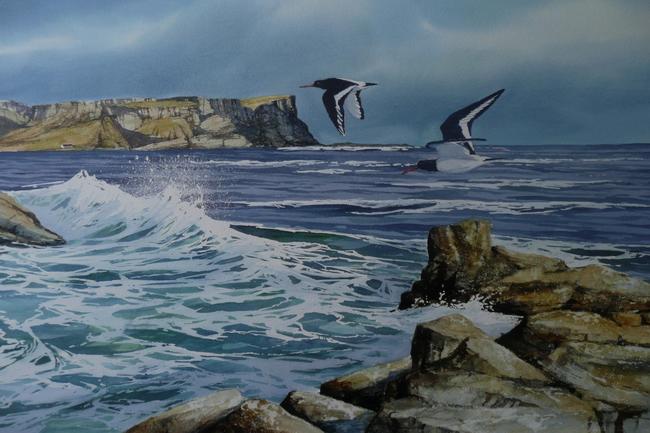 oystercatcher flight, Portmoon