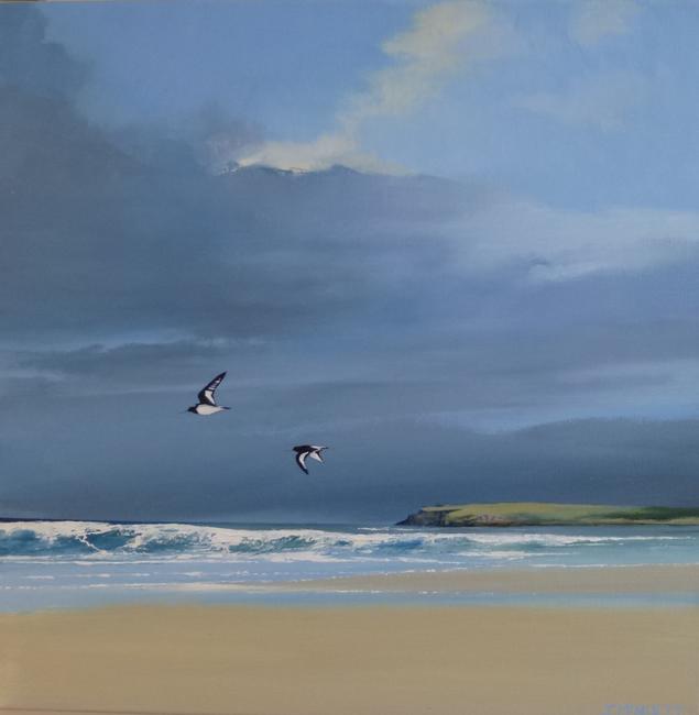 oystercatcher flight