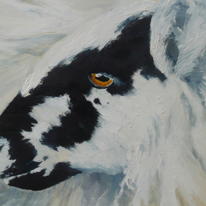 mountain sheep