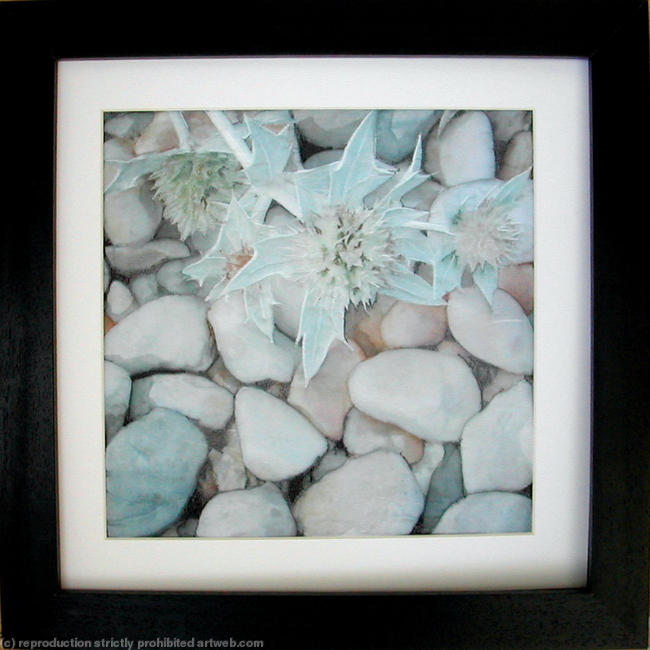 Sea Holly