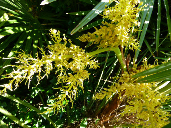 Fan Palm flower - going
