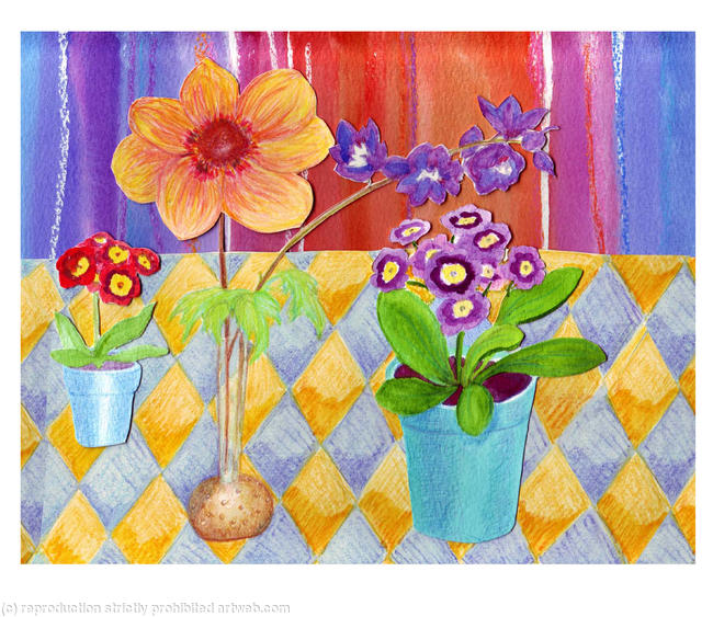 Auricula