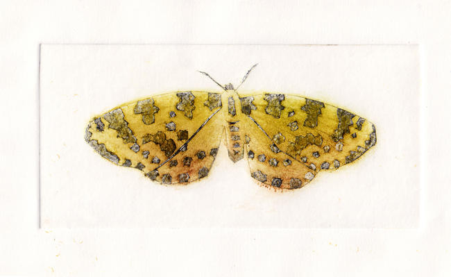 Yellow moth