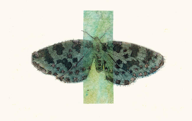 Moth blue and stripe