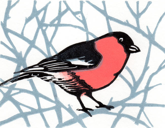 Bullfinch