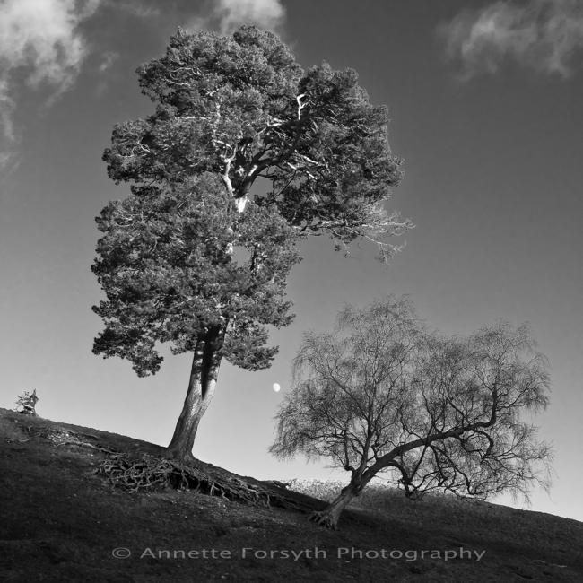 Ochtertyre Pine