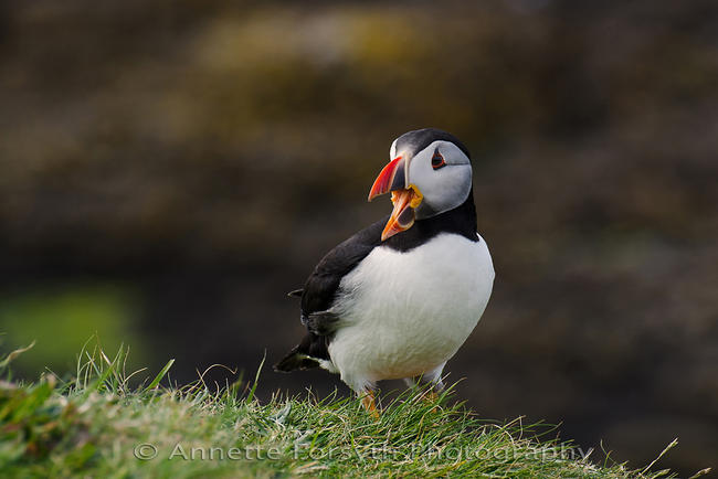 Puffin on Lunga